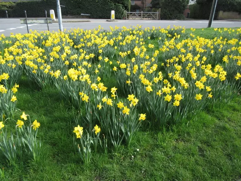 Spring Daffodils